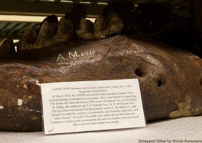 Mastodon fossil at the Museum of Natural History