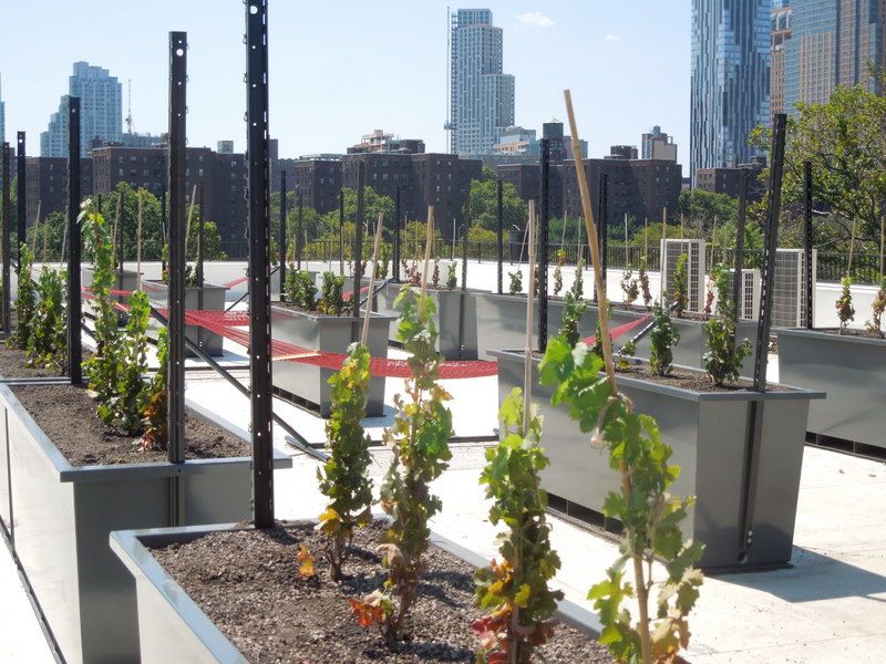 Rooftop Reds-Brooklyn Navy Yard-Rooftop-First Commercially Viable Rooftop Vineyard-Urban Vitaculture-Agriculture-NYC