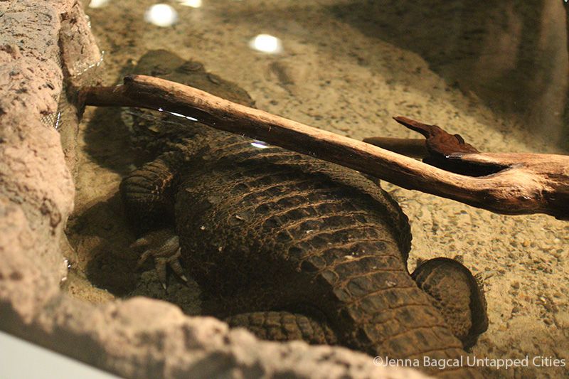 AmericanMuseumofNaturalHistory-Crocs-Manhattan-2