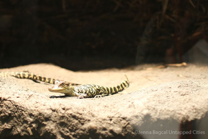 AmericanMuseumofNaturalHistory-Crocs-Manhattan-3