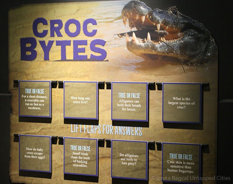 AmericanMuseumofNaturalHistory-Crocs-Manhattan-6