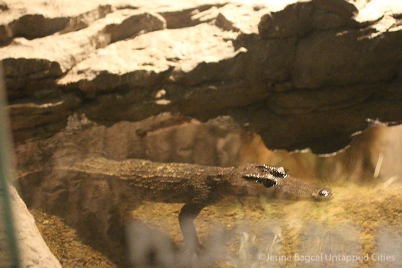 AmericanMuseumofNaturalHistory-Crocs-Manhattan-9