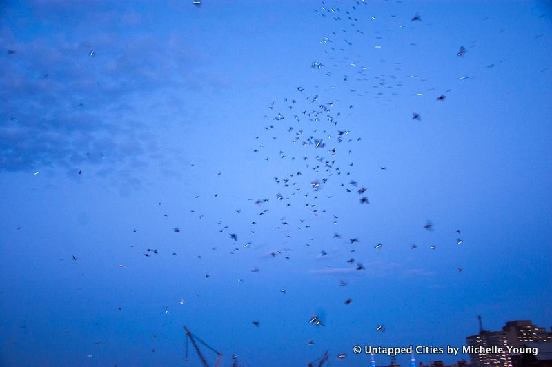 Fly by Night-Duke Riley-Creative Time-Pigeons-Brooklyn Navy Yard-NYC_16