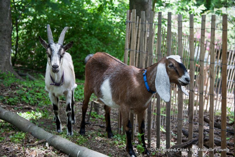 Prospect Park Goats-Superstorm Sandy-Woodlands Restoration-Vale of Cashmere-Green Goats-Brooklyn-NYC_11