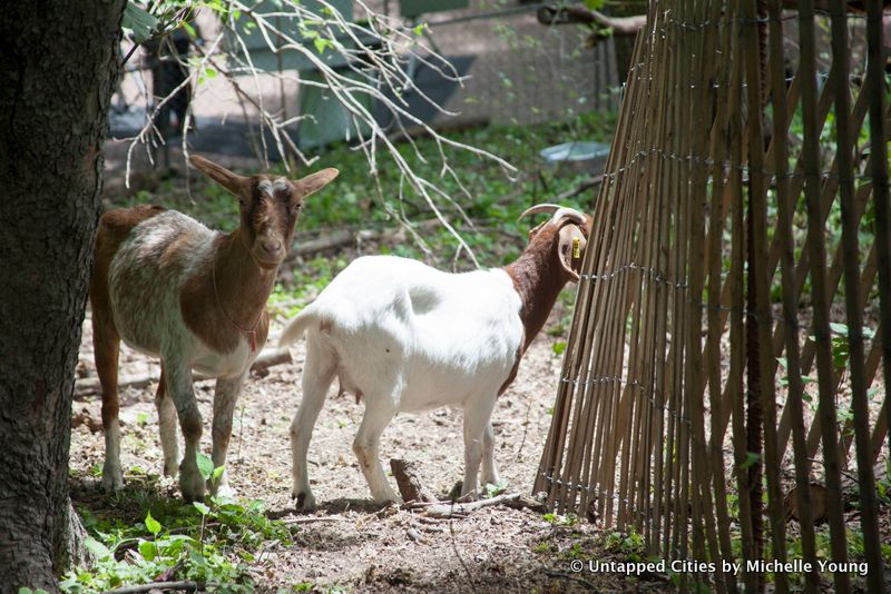 Prospect Park Goats-Superstorm Sandy-Woodlands Restoration-Vale of Cashmere-Green Goats-Brooklyn-NYC_15