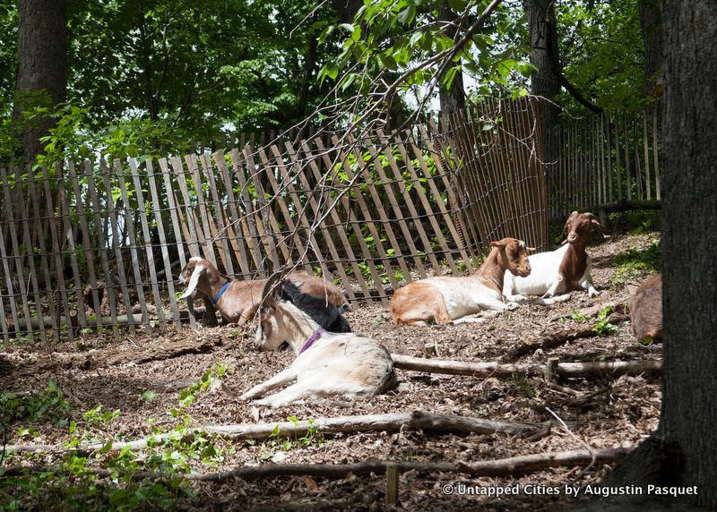 Prospect Park Goats-Superstorm Sandy-Woodlands Restoration-Vale of Cashmere-Green Goats-Brooklyn-NYC_3-001