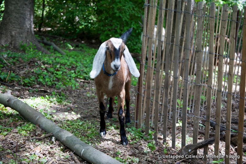 Prospect Park Goats-Superstorm Sandy-Woodlands Restoration-Vale of Cashmere-Green Goats-Brooklyn-NYC_7