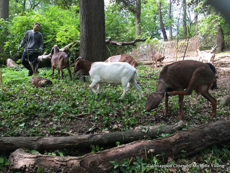 Prospect Park Goats-Woodland Restoration-NY State Parks-Vale of Cashmere-NYC-001