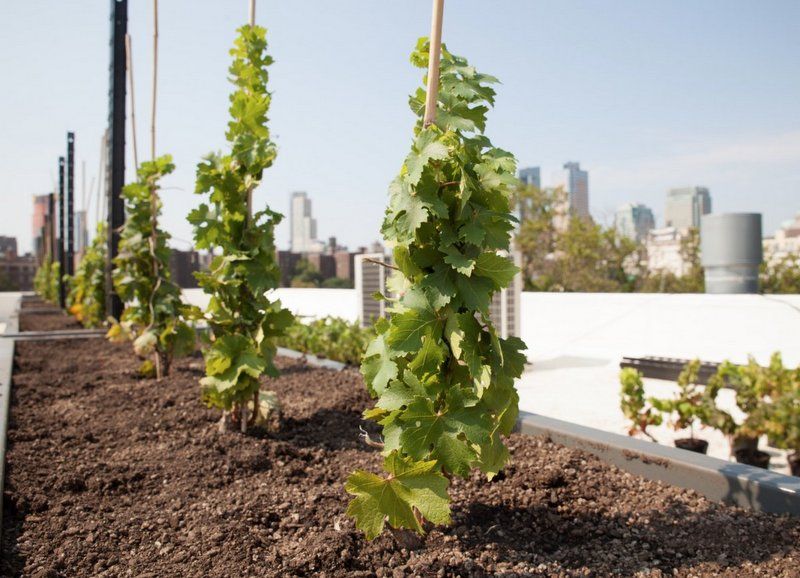 Rooftop Reds-Brooklyn Navy Yard-World First Commercially Viable Rooftop Vineyard-Wine-Hammock-Tastings-NYC-003