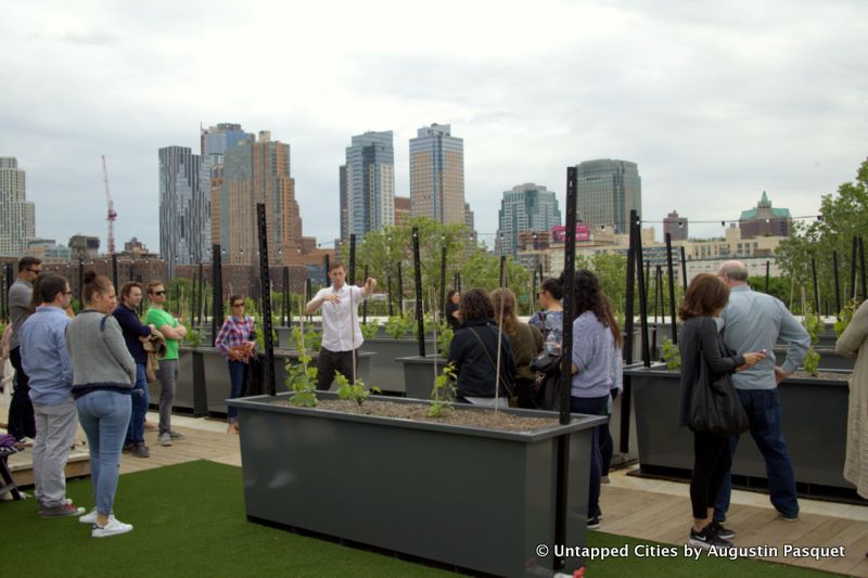 Rooftop Reds-Brooklyn Navy Yard Vineyard-NYC