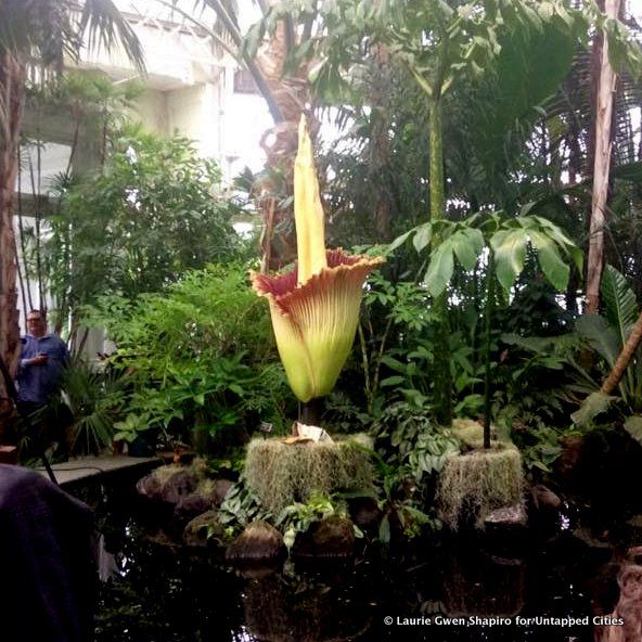 Corpse Flower-NYBG-New York Botanical Garden-NYC-2