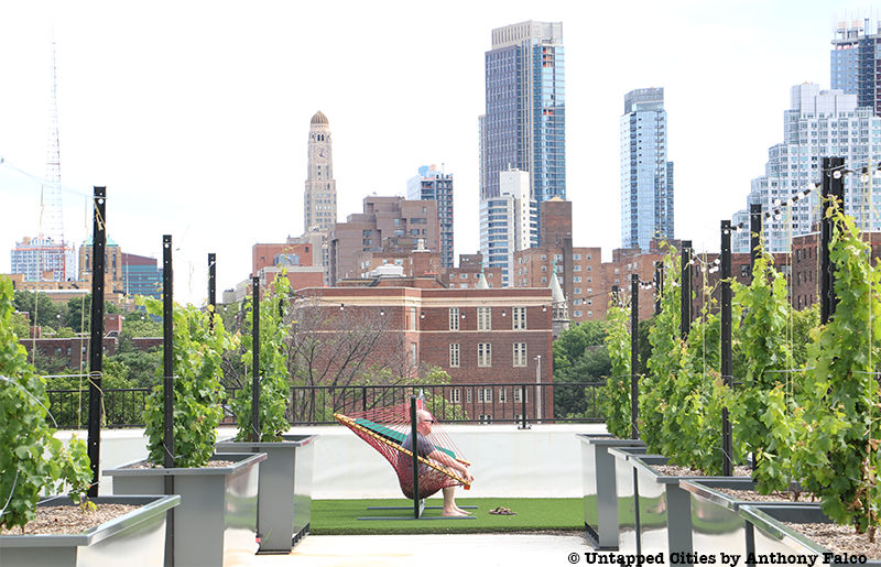 Rooftop-Reds, Winery, Brooklyn-Navy-Yard, Brooklyn, New-York, Wine