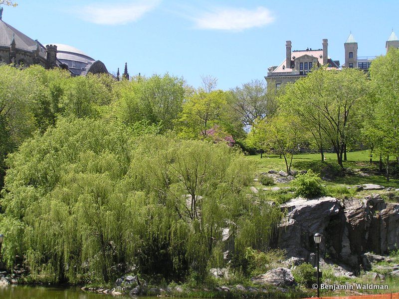 Morningside Park designed by Frederick Law Olmsted