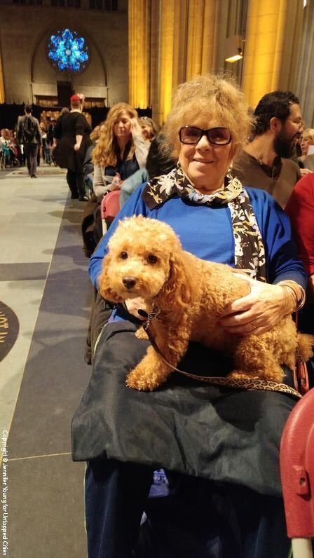 A Labradoodle enjoys the festivities.