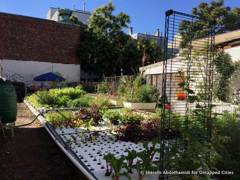 Oko Farms, New York City's first and only publicly accessible aquaponics farm. 