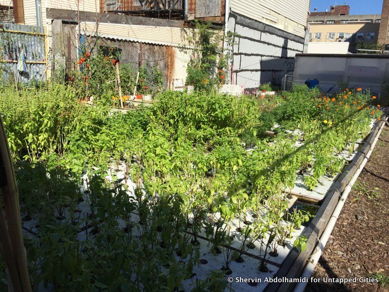 oko-farms-aquaponics-fish-farming-bushwick-brooklyn-nyc-004