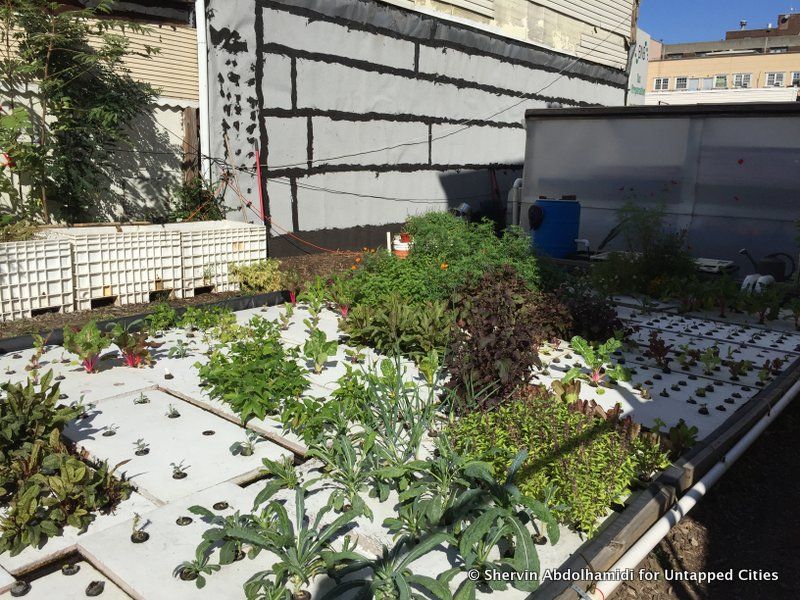 oko-farms-aquaponics-fish-farming-bushwick-brooklyn-nyc-008