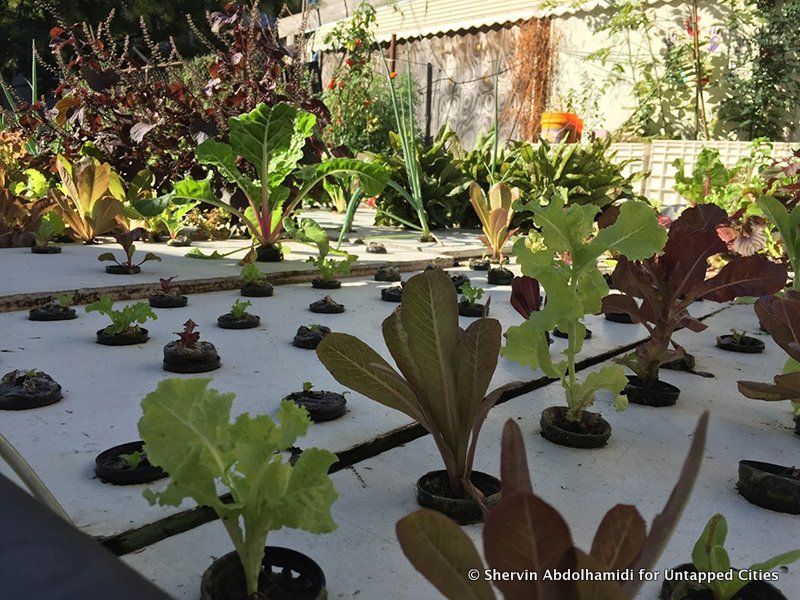 oko-farms-aquaponics-fish-farming-bushwick-brooklyn-nyc-011