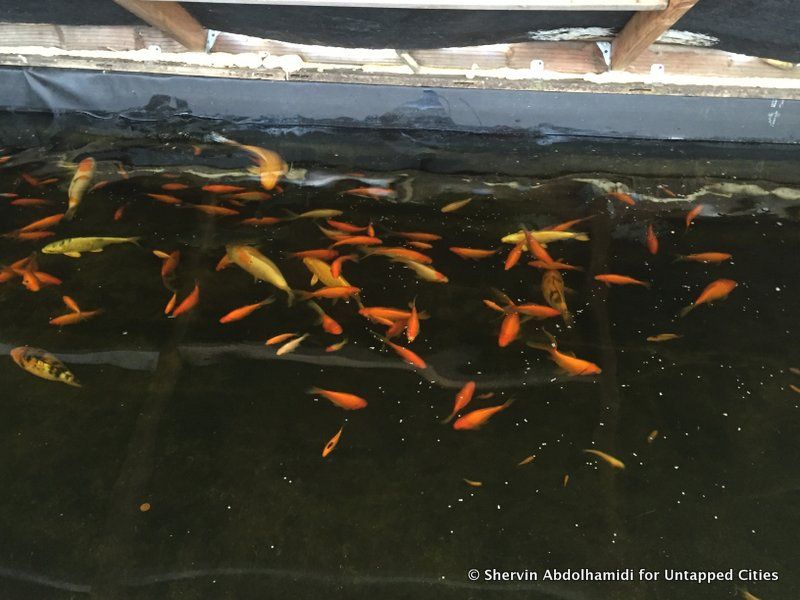 oko-farms-aquaponics-fish-farming-bushwick-brooklyn-nyc