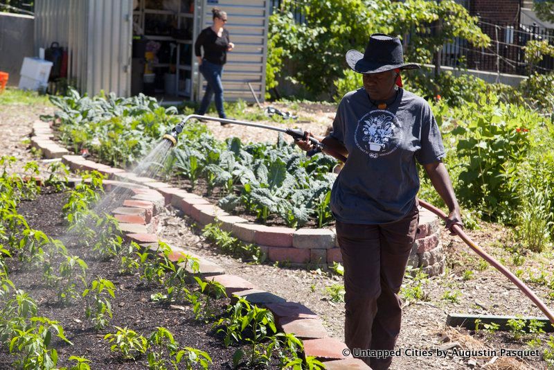 3-bronx-hot-sauce_pepper-harvest_untapped-cities_5