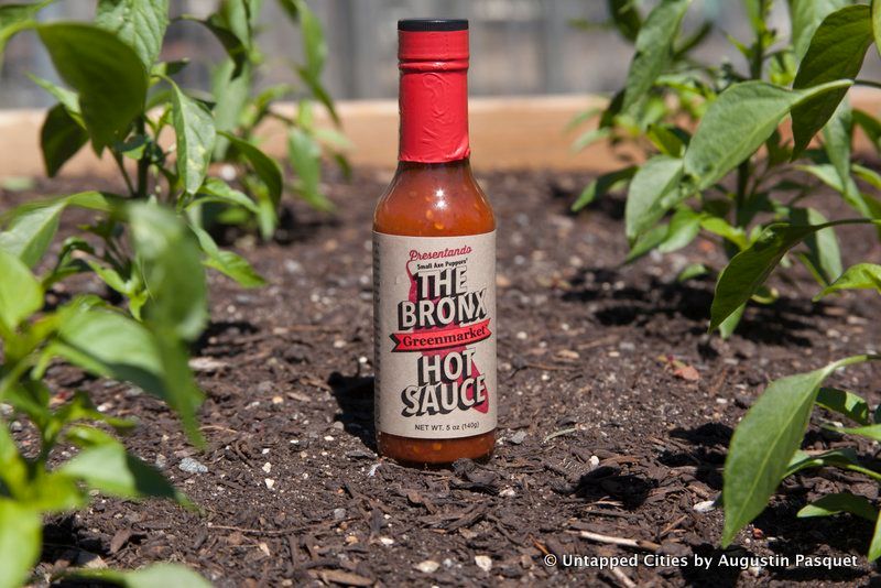 5-bronx-hot-sauce_pepper-harvest_untapped-cities_7-1