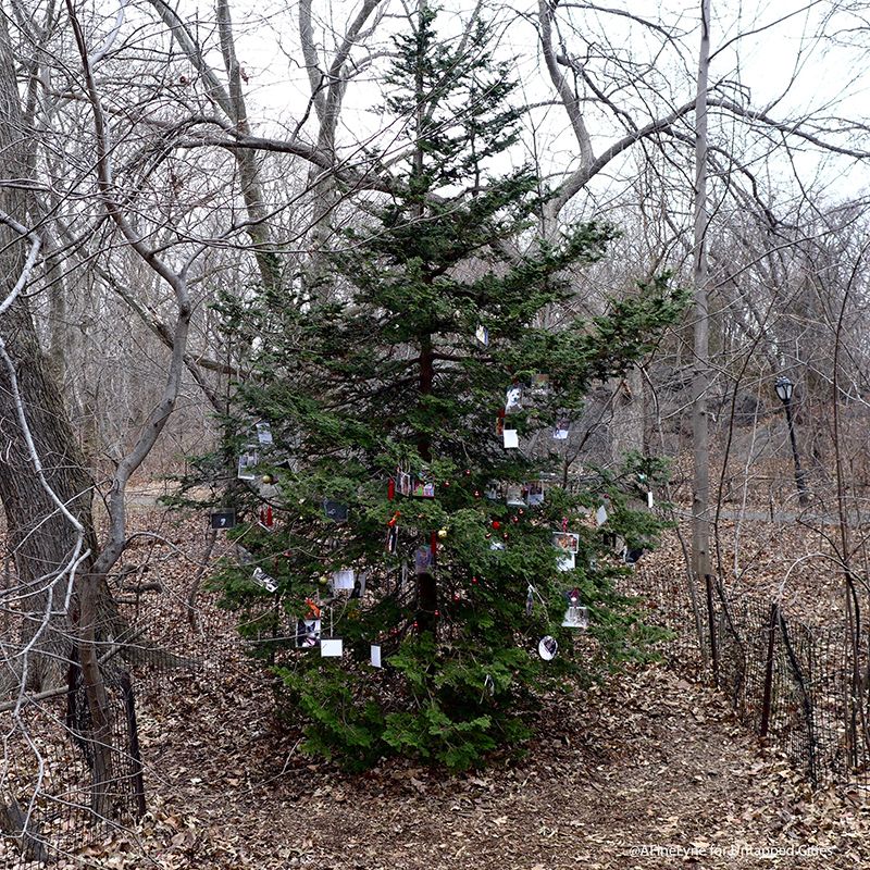 Central Park Dog Tree