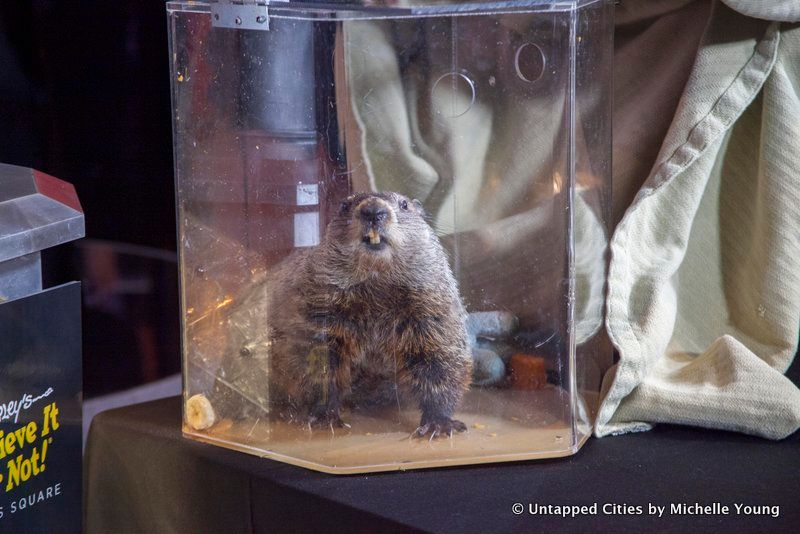 Groundhog-Staten Island Chuck-Ripleys Believe it or Not-New Year's Eve Centennial Ball-Times Square-NYC