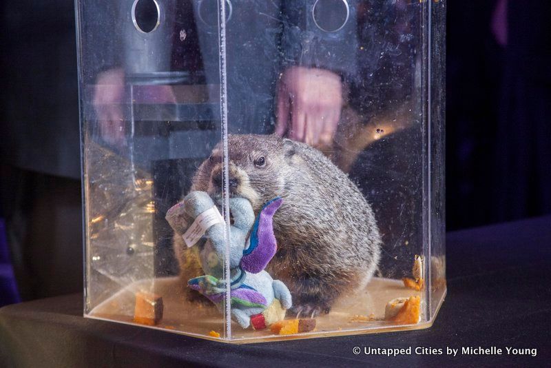 Groundhog-Staten Island Chuck-Ripleys Believe it or Not-New Year's Eve Centennial Ball-Times Square-NYC_1