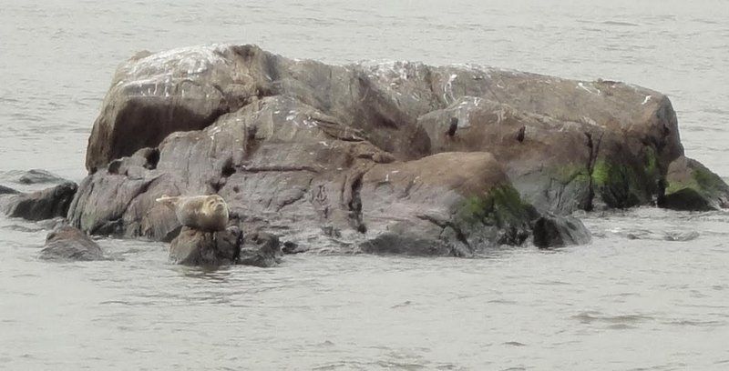 Lou the Seal-FDR Four Freedoms Park-East River-NYC