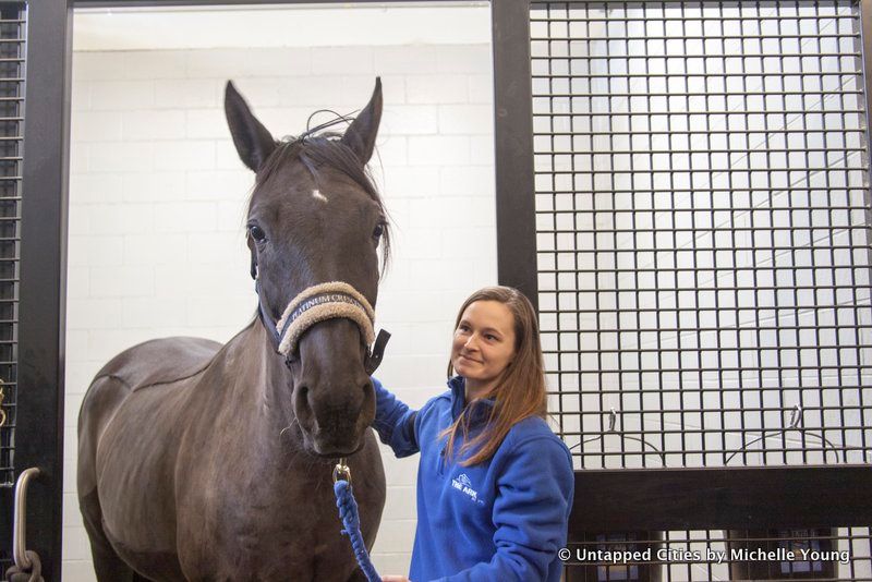 The ARK-Pet Terminal-Pet Oasis-Equine & Livestock Export Center-JFK Airport-NYC_25