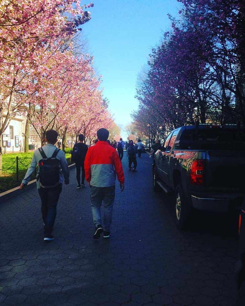 Cherry Blossoms at Columbia University