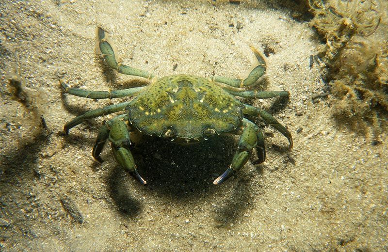 CSIRO_ScienceImage_864_Carcinus_maenas_European_Green_Crab-East-River-NYC-Untapped-Cities