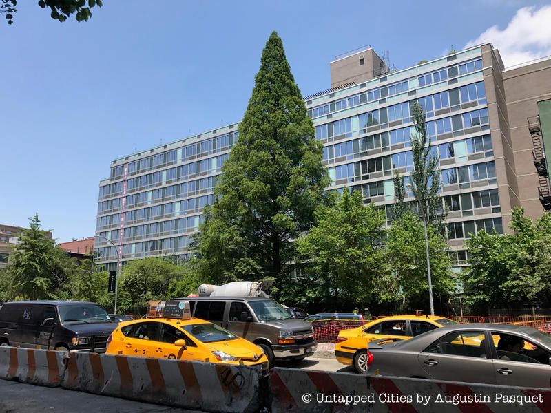 Dawn Redwood at the Lower East Side