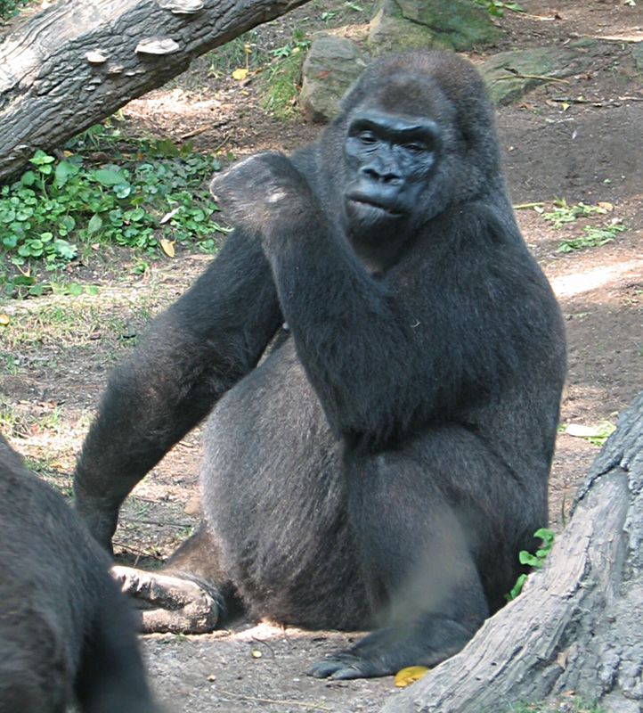 Pattycake, one of NYC's famous animals