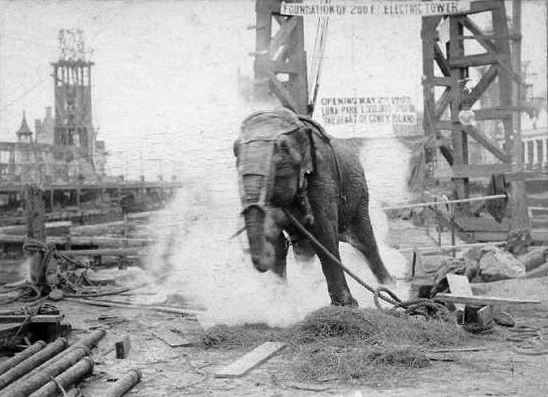 Topsy the elephant at Coney Island, one of NYC's tragic famous animals