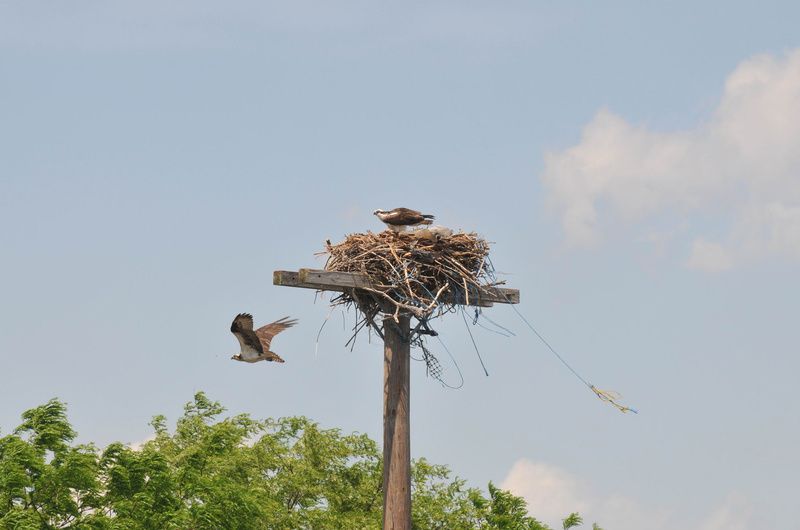 Birds nest