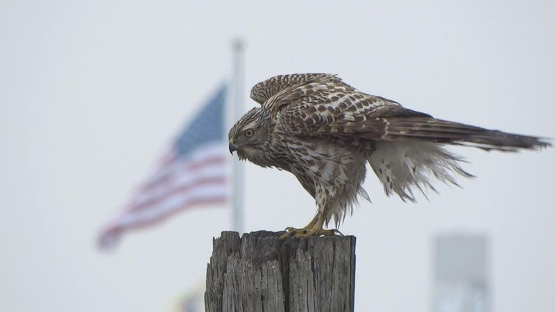 A bird lands on a post