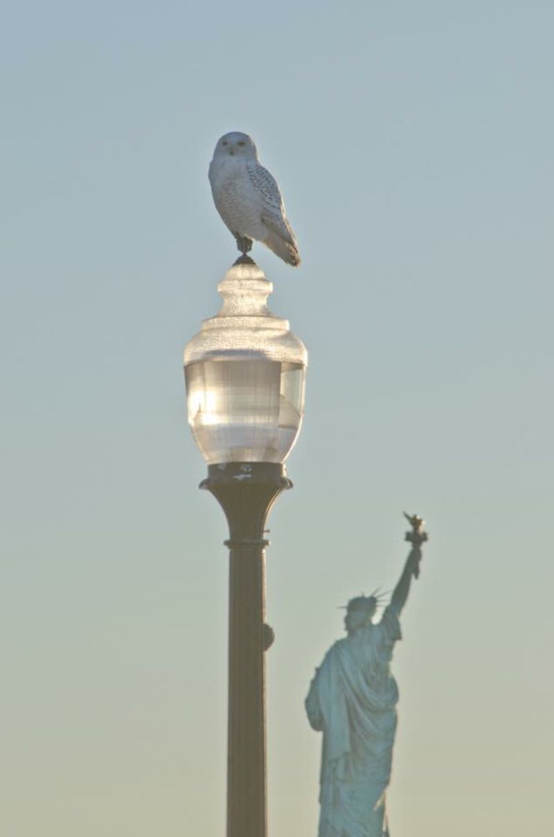 An owl standing on top of a light post