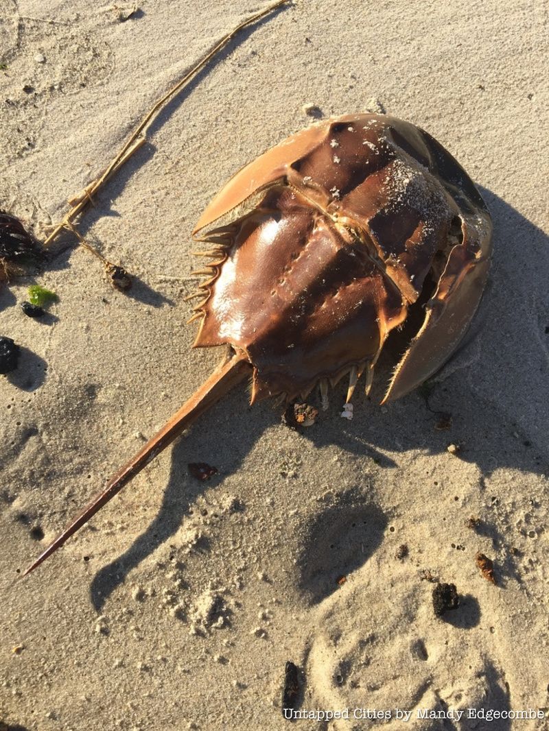 A horseshoe crab in the sand