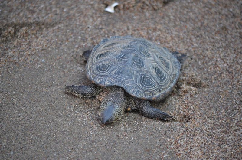  A turtle in the sand