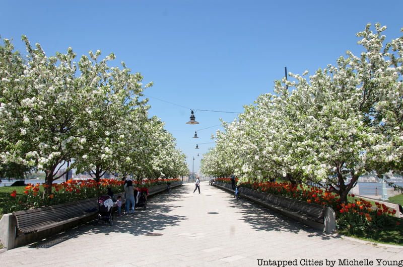 An alley of trees at Hudson River Park