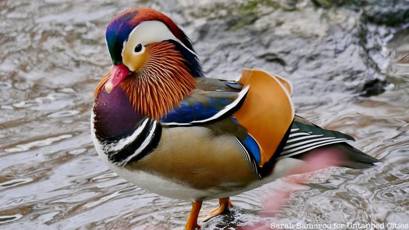 Mandarin duck