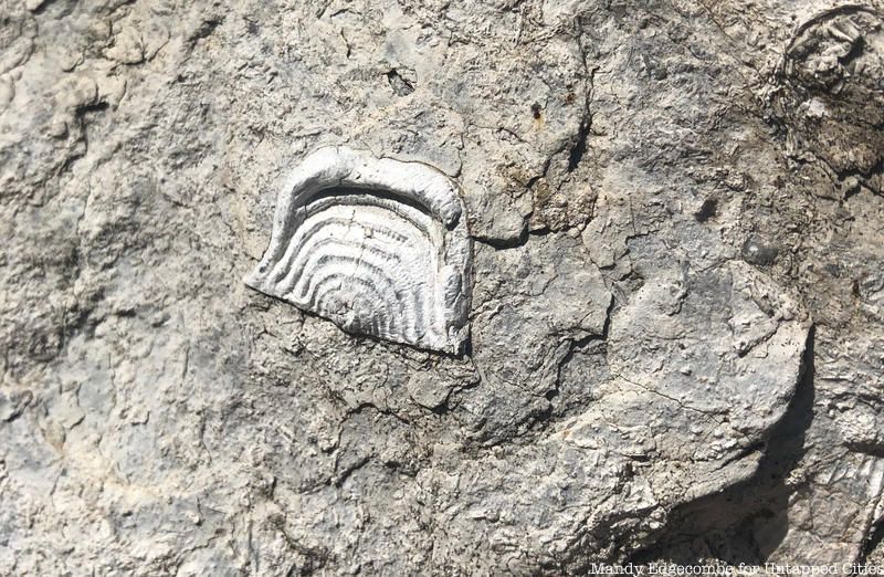 A fossil embedded in stone of the Brooklyn Bridge