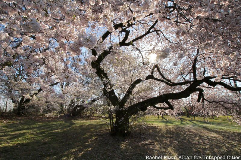 cherry blossom trees in Branch Brook Park