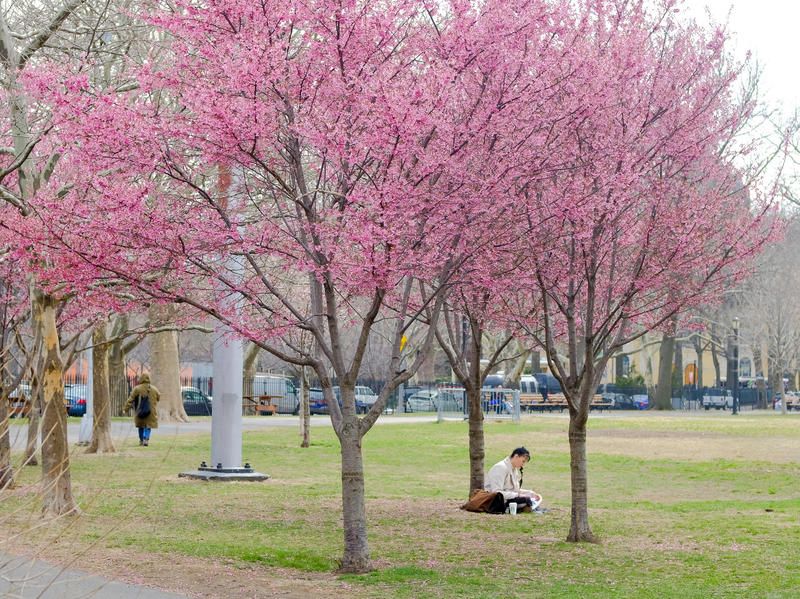 cherry blossom trees at McCarren Park