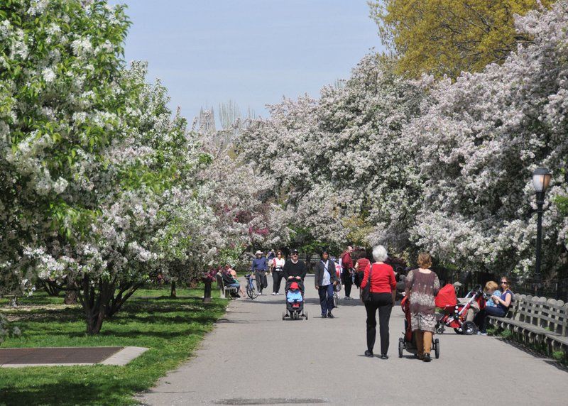 cherry blossom trees in Riverside Park