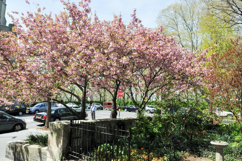 cherry blossom trees in Sakura Park