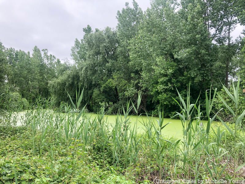 Alley Pond Park lake