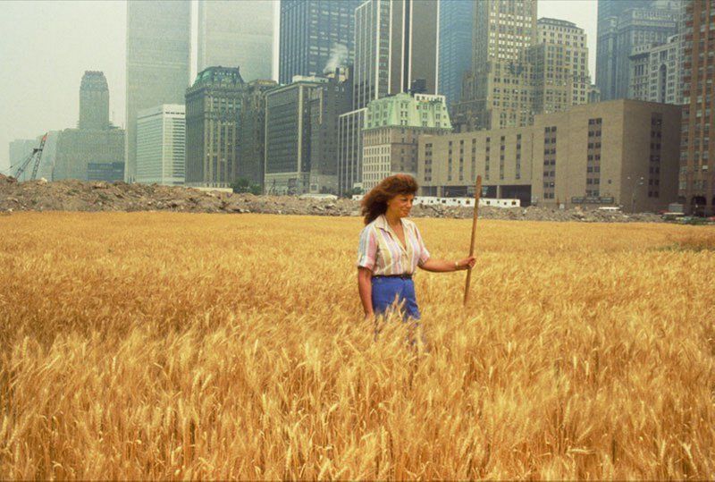 Agnes Denes Wheatfield a Confrontation at Battery Park City Landfill 1982