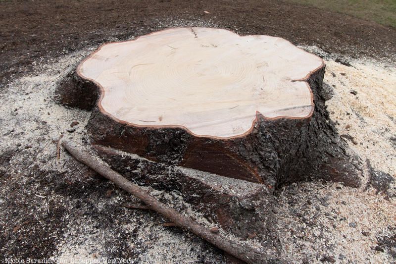 Rockefeller Christmas Tree Stump